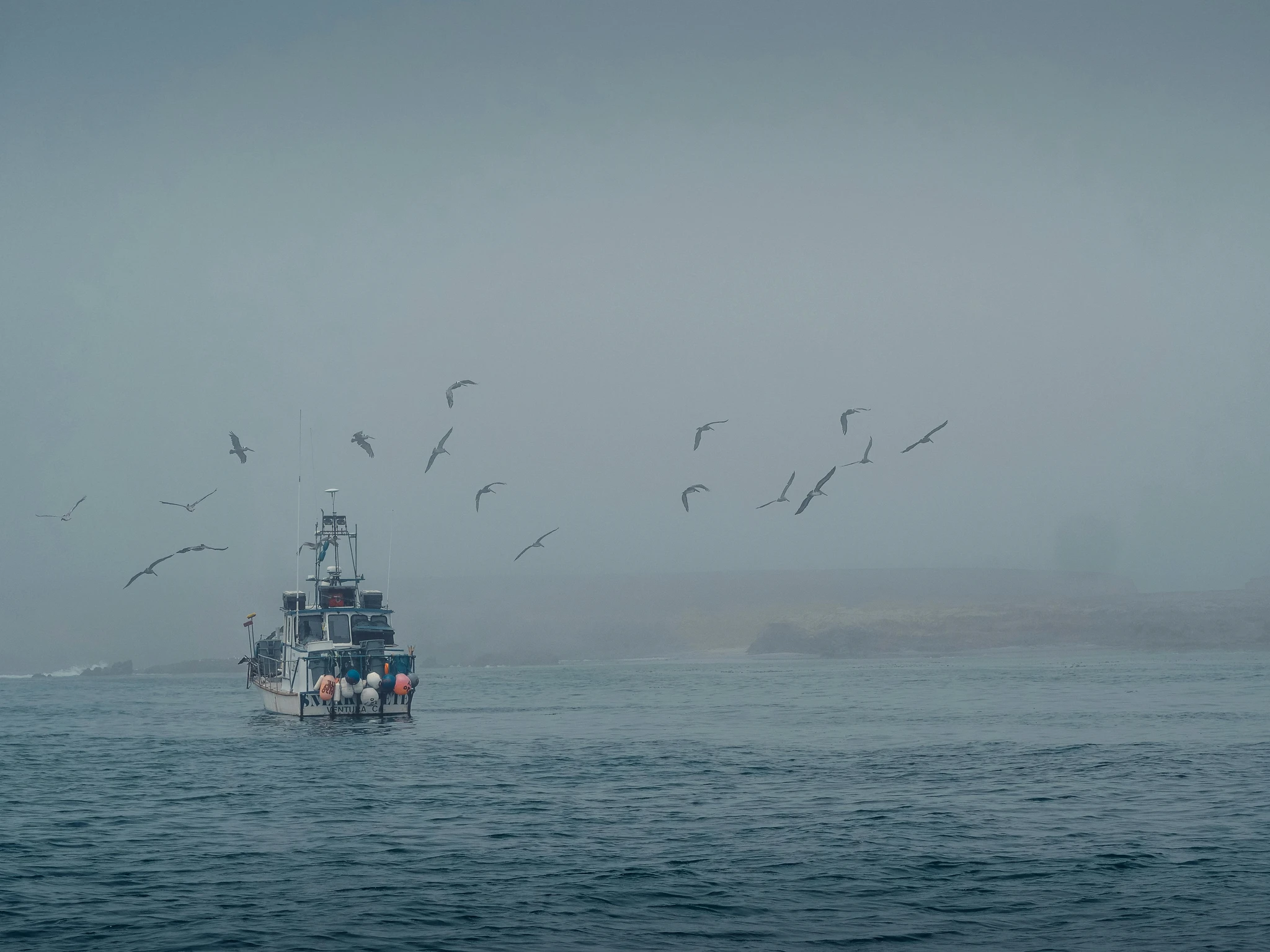 A fishing boat in fog, followed by gulls