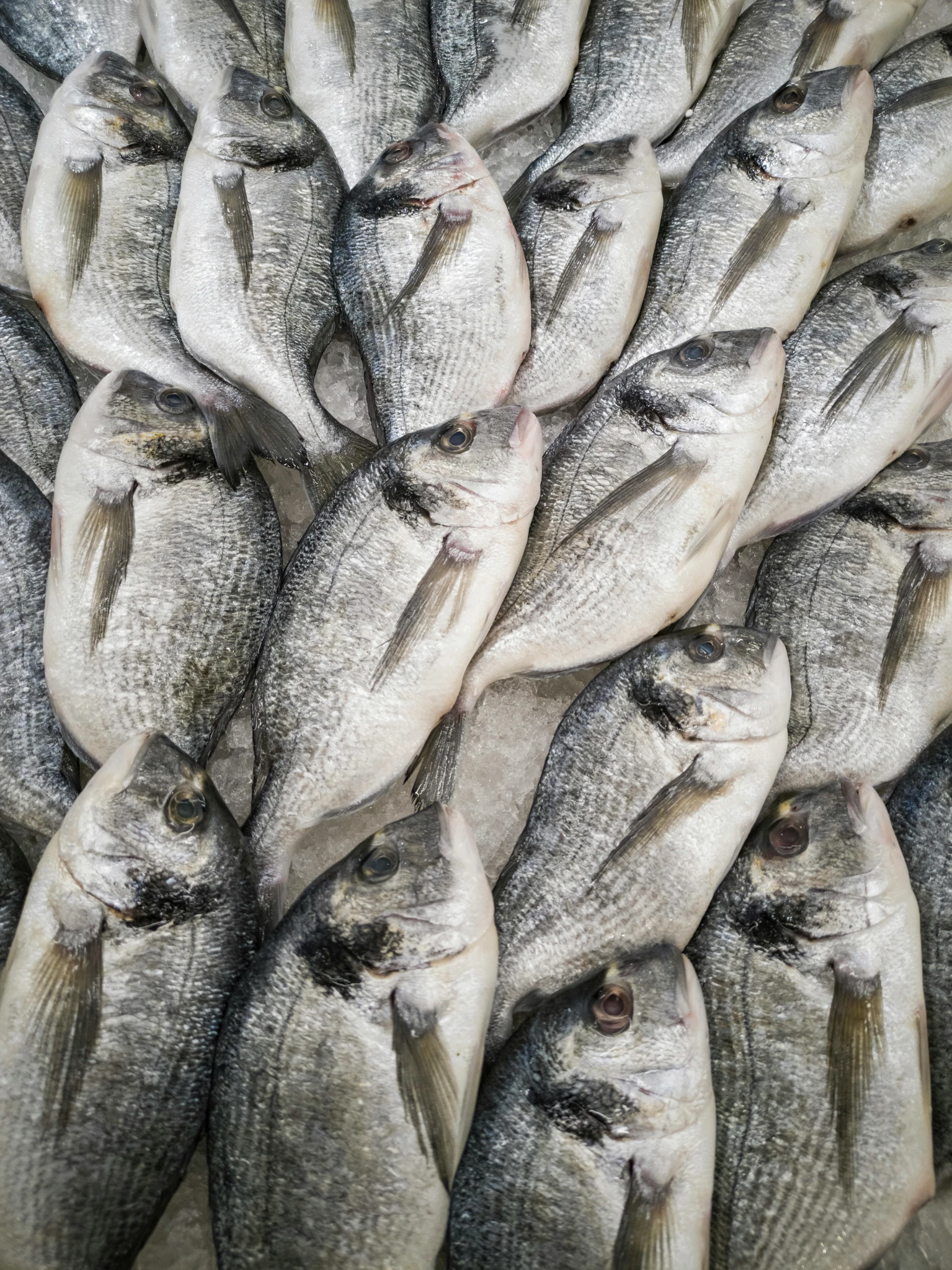 Fresh fish packed in rows