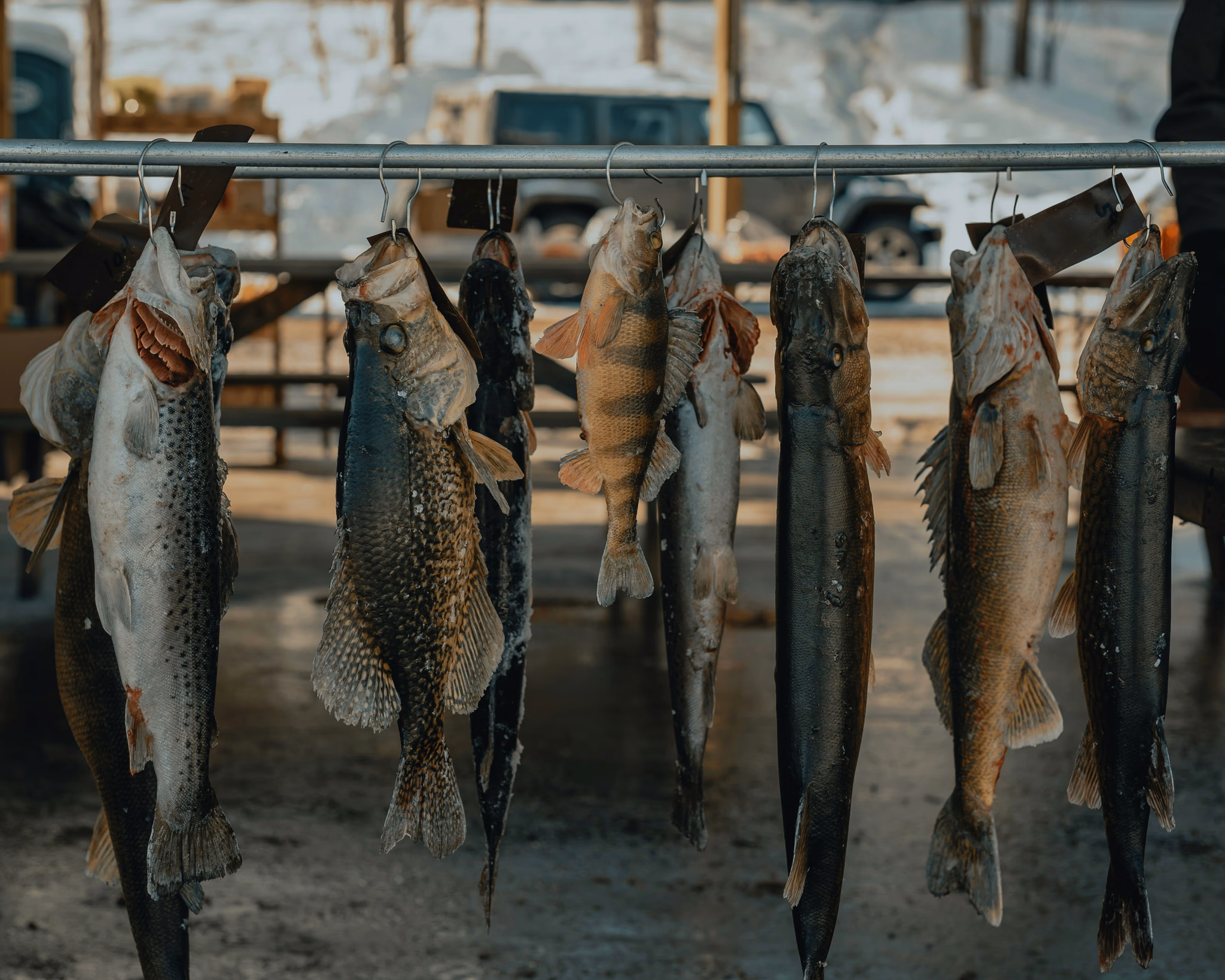 Fish hung up to dry