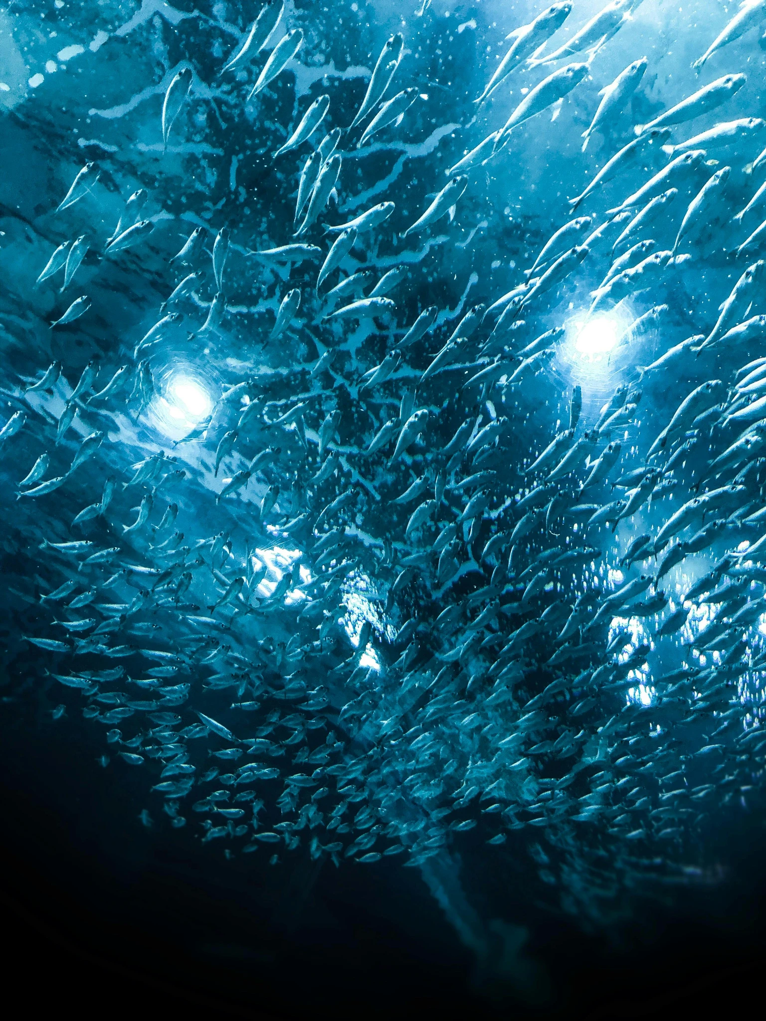 A school of fish underwater