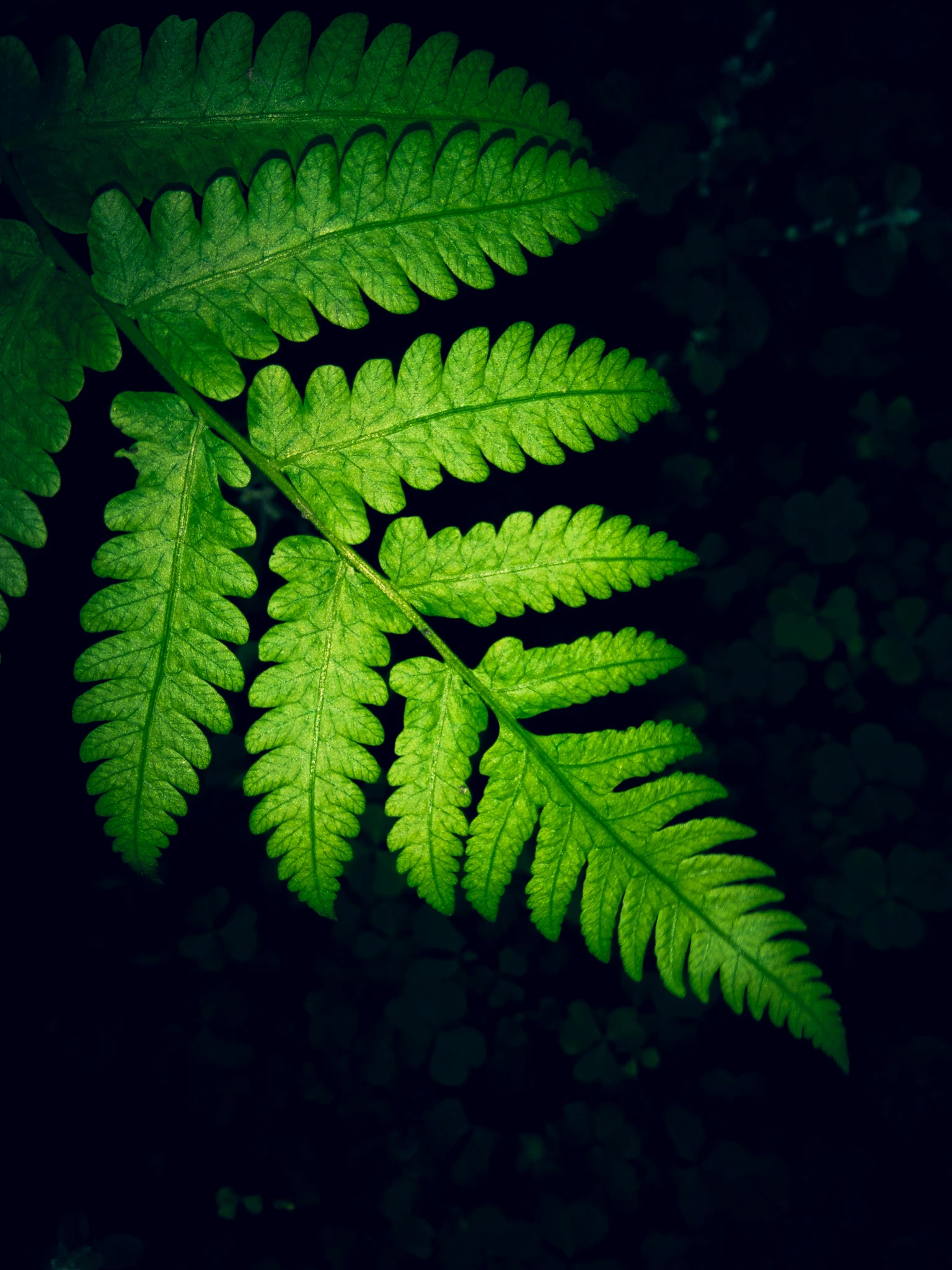 A fern leaf against a dark background