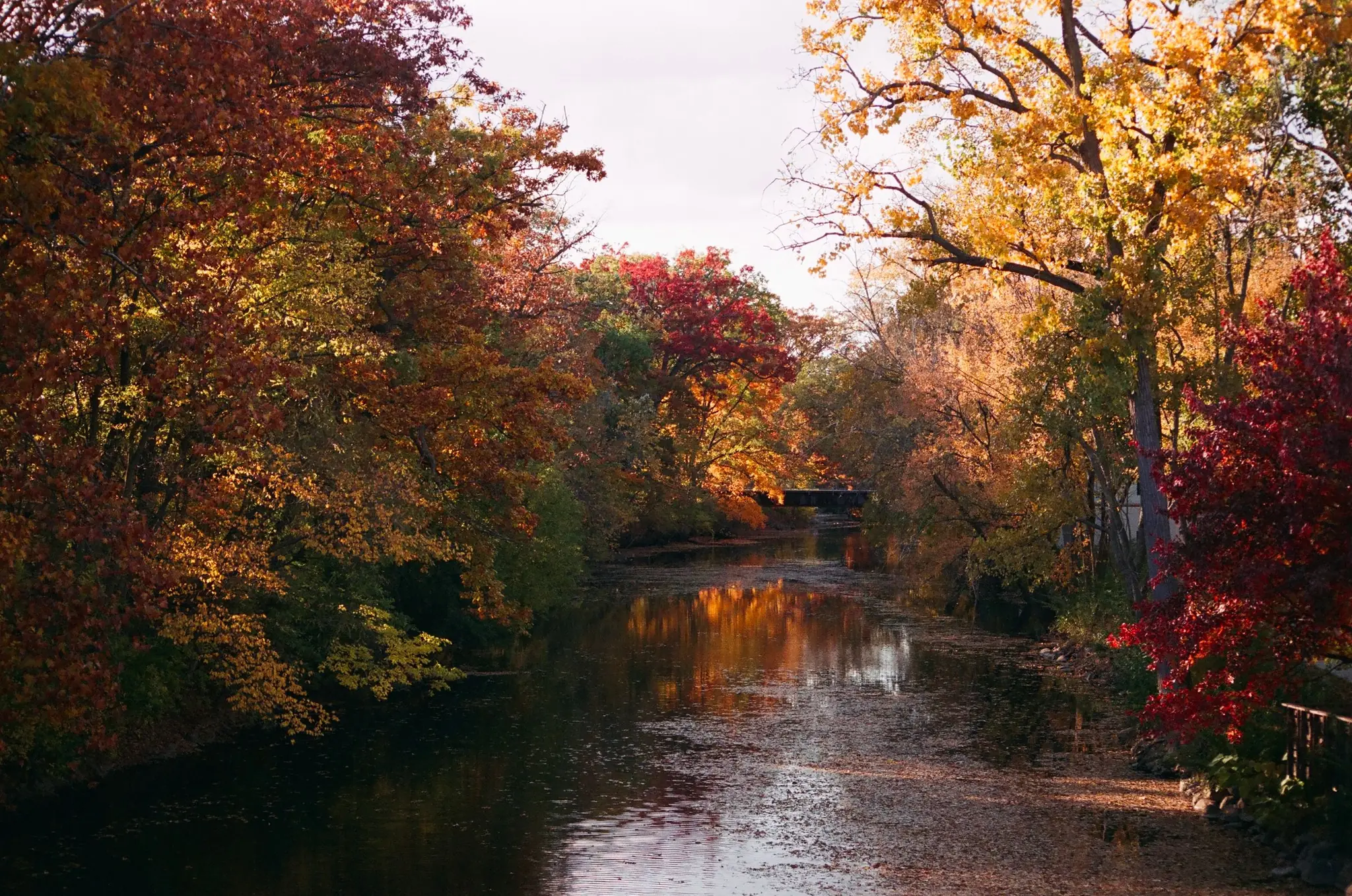 Autumn trees over a river in East Lansing, Michigan