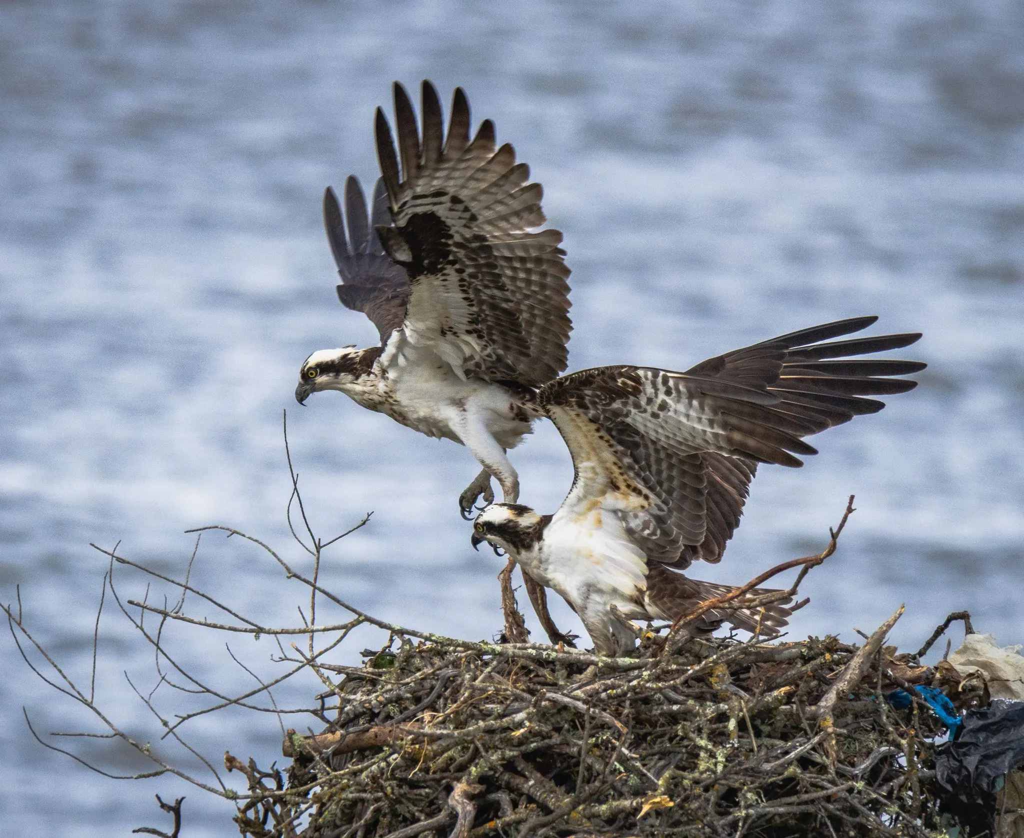 Two ospreys on a nest above the water
