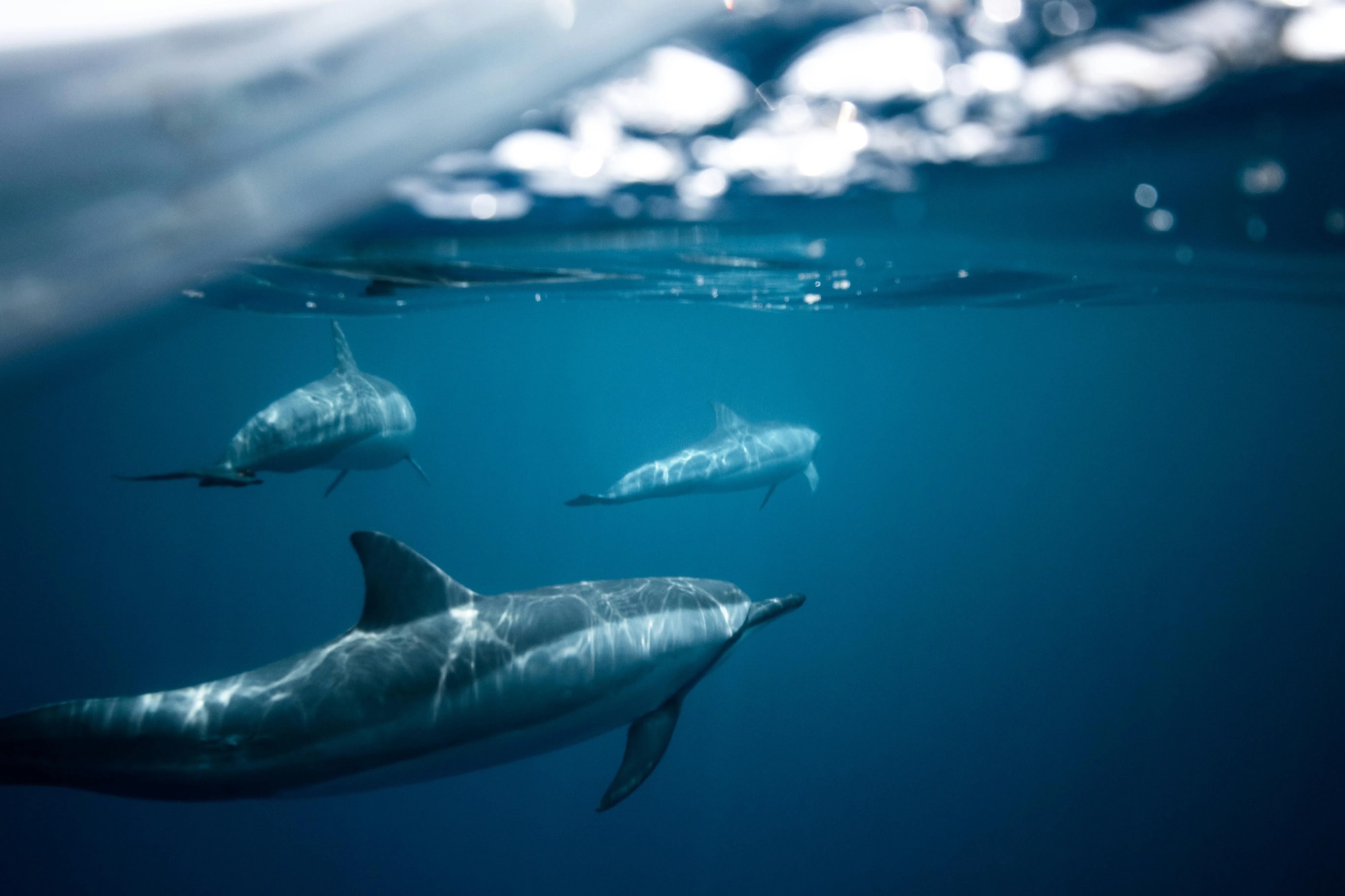 Two dolphins swimming beneath the surface